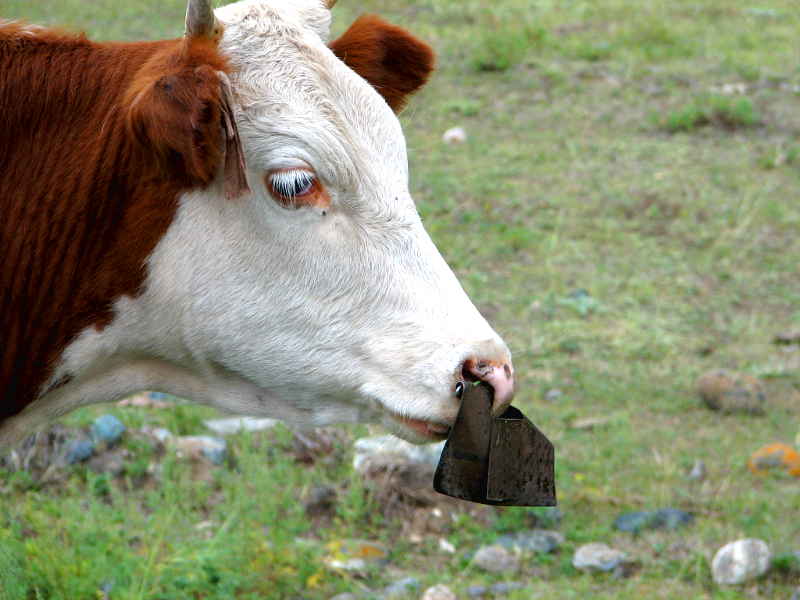 «Как вам мой пирсинг?»