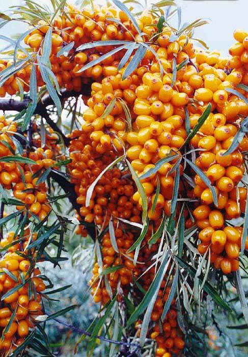 Алтайская облепиха