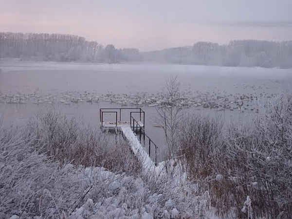 Заказник  «Лебединый»