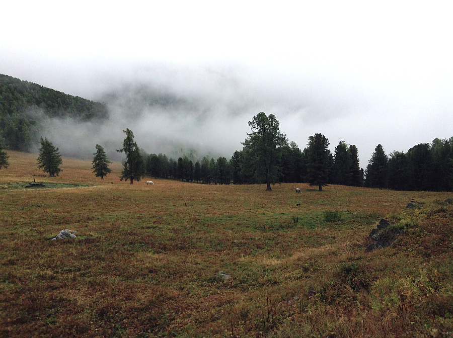 Лагерь в тумане 