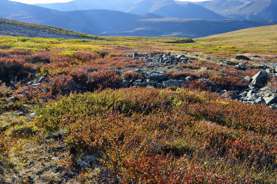 Заросли карликовой березы