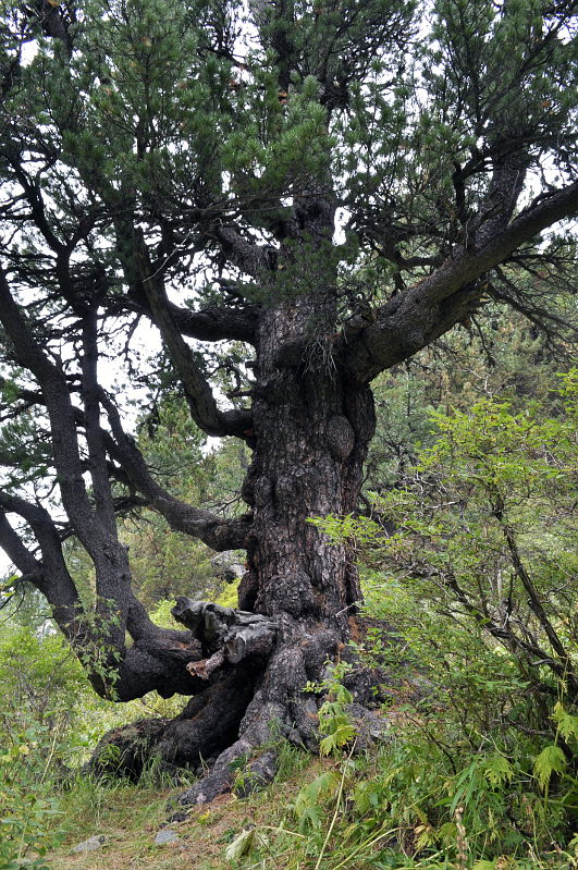 Волшебный кедр