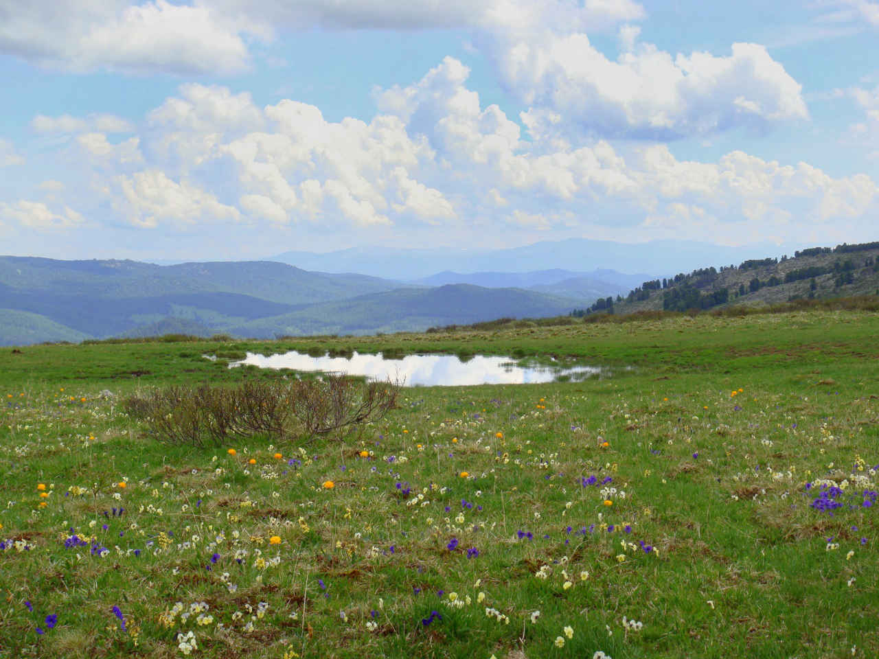 Альпийские луга в Туюкской долине