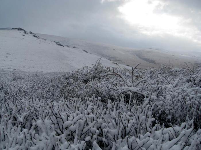 Снежное утро