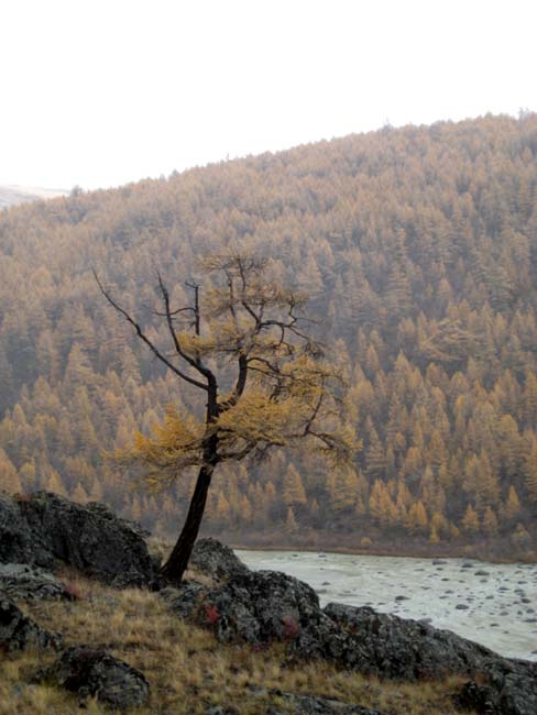 Одинокая лиственница