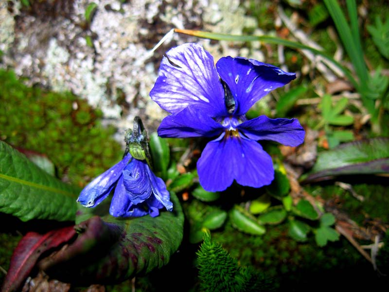 Анютины глазки