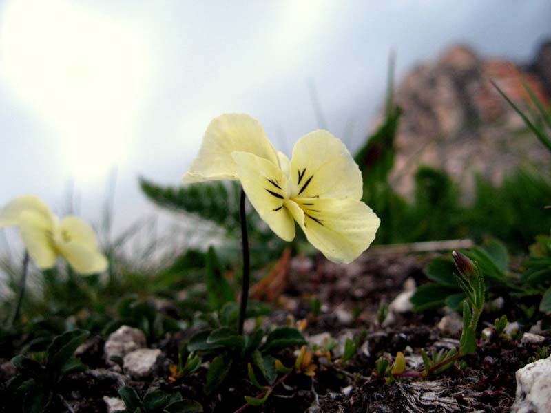 Анютины глазки