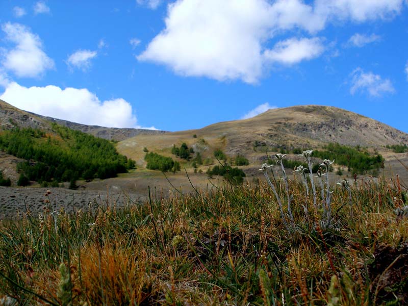 Эдельвейсы