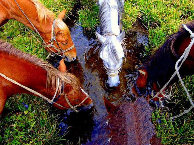 Кони на водопое