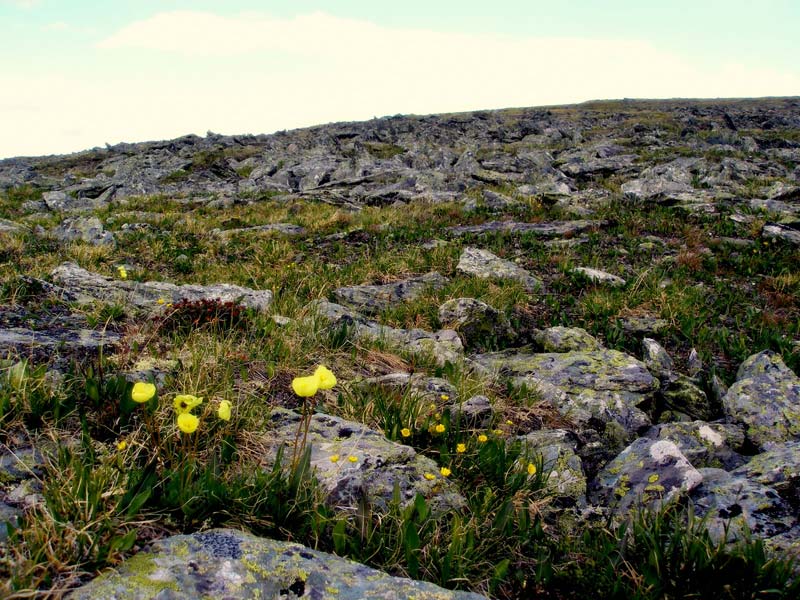 Желтые маки, трепещущие на ветру