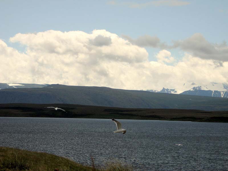 Чайки над озером Кальдинкуль