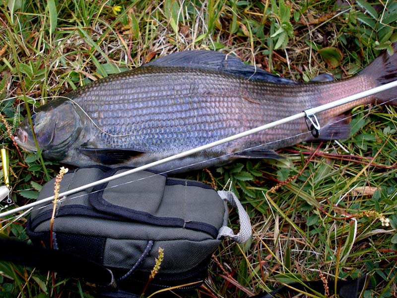 Хариус примерно на 1200 гр.