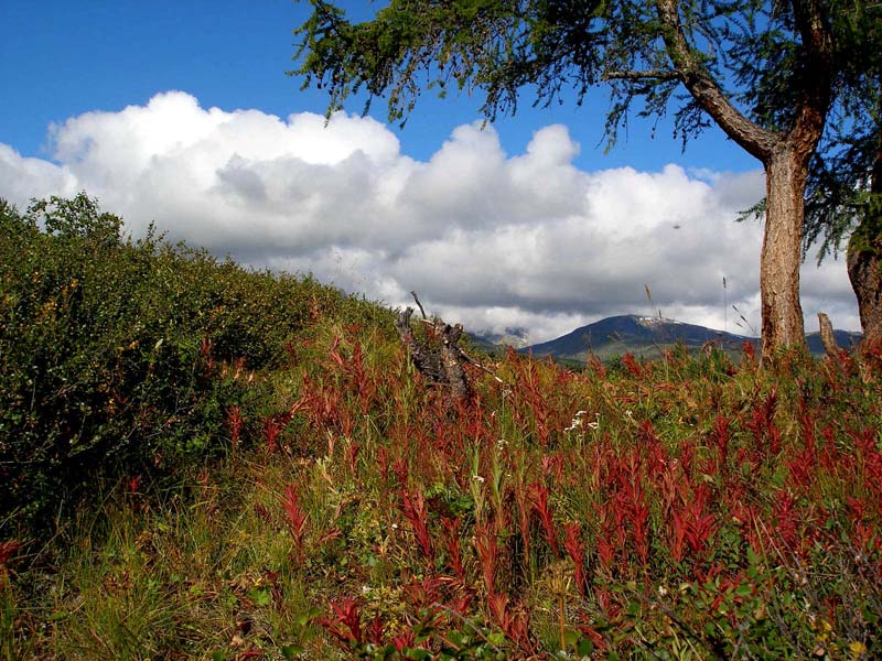 Лиственница и карликовая береза