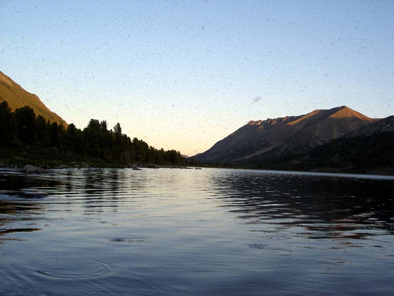 Появилась мошка, хариус активно кормится