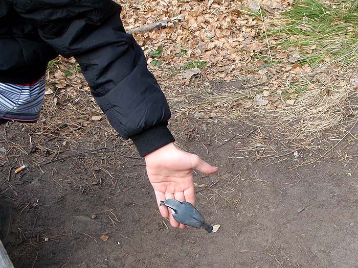 Поползень у скалы Церковка