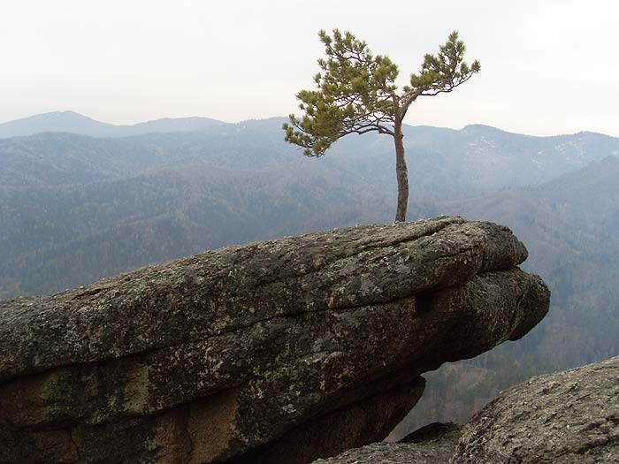 Одинокая сосна