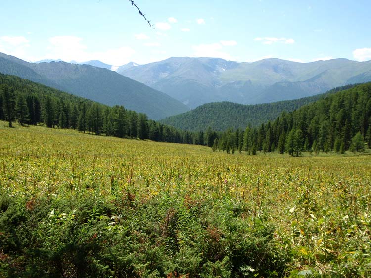 Субальпийские луга