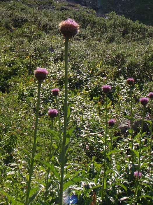 Маралий корень