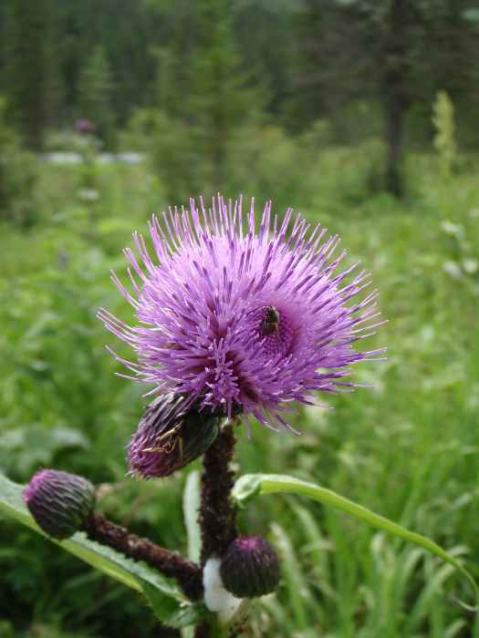 Бодяг разнолистный