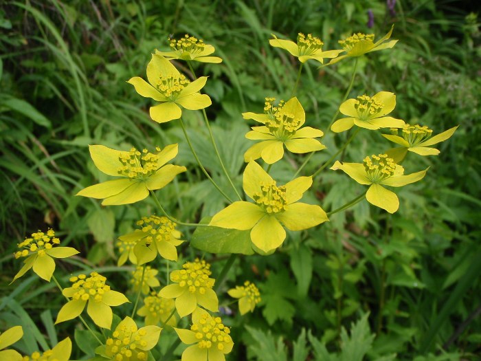 Володушка золотистая