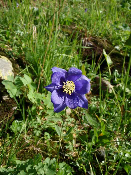 Водосбор железистый