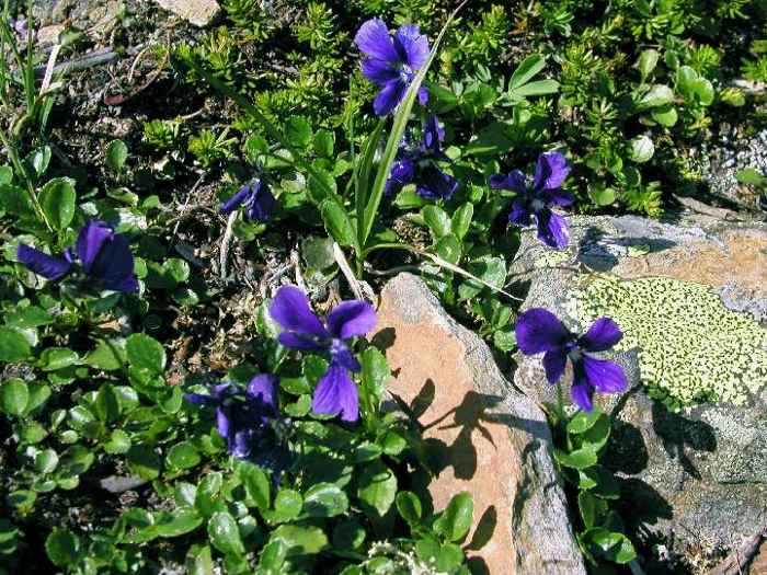 Фиалка алтайская