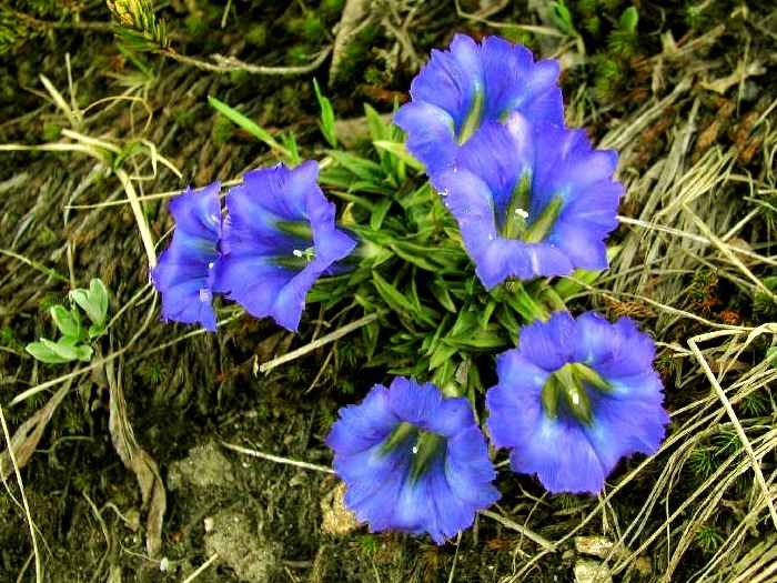 Горечавка крупноцветковая