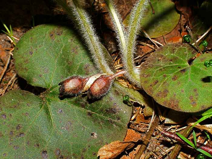 Копытень европейский