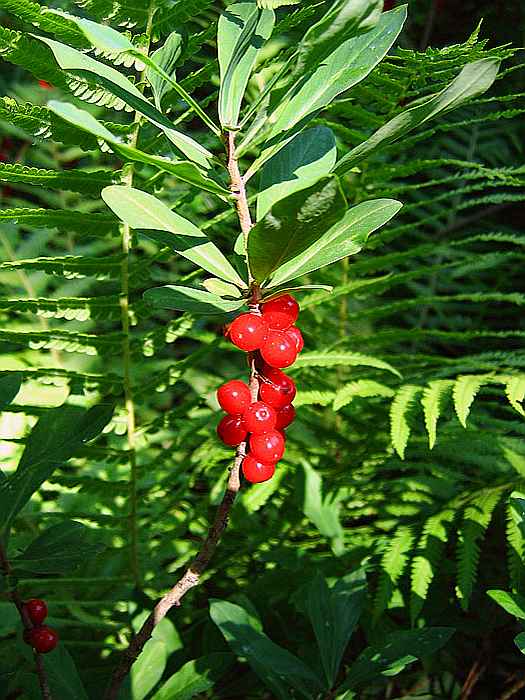 Волчеягодник обыкновенный