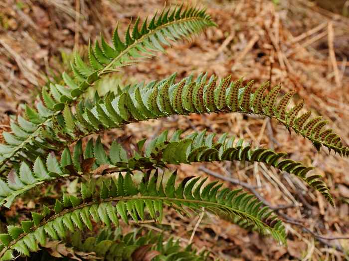 Многорядник копьевидный