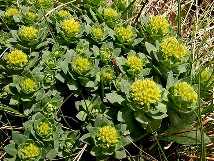 Родиола розовая