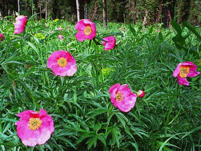 Пион Марьин корень