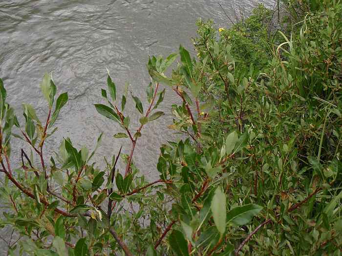 Сибирка алтайская