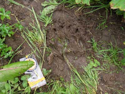 След медведя