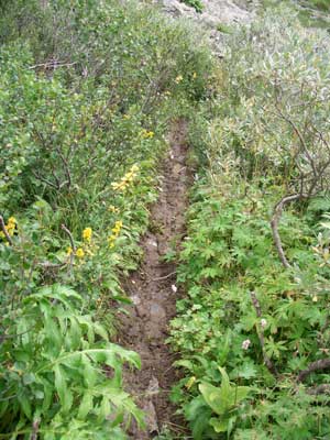 Тропа среди ивняка и берёзки