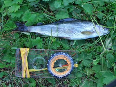 Такой там хариус!