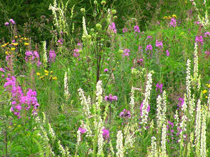 Разнотравье по пути к озерам Красной горы