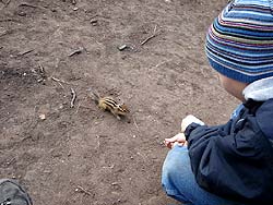 Горный Алтай : Активный отдых в Белокурихе : Бурундучок у скалы Церковка