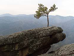 Горный Алтай : Активный отдых в Белокурихе : Одинокая сосна Горный Алтай : Активный отдых в Белокурихе : Одинокая сосна