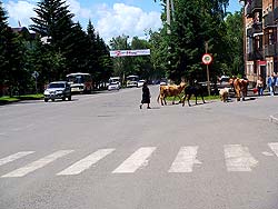 Республика Алтай : Горно-Алтайск : Коммунистический проспект напротив Национального банка