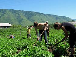 Горный Алтай : Отчет о походе  харитоновцев на восток : Прополка в Кучерле