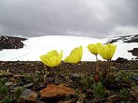 Горный Алтай : Путешествие в долину Актру : Цветы и снег