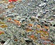 Поход по Горному Алтаю (сентябрь 2005) : Маралы