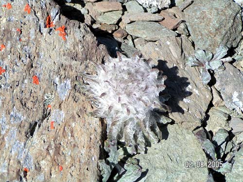 Цветы-ежики