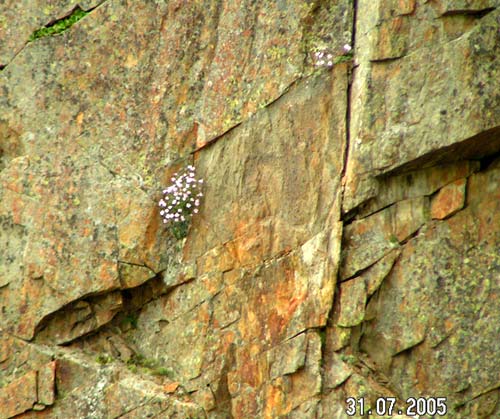 Цветы на скалах