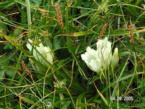 Цветы в Зеленой Гостинице