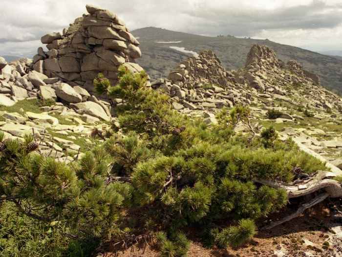 Высокогорный пояс