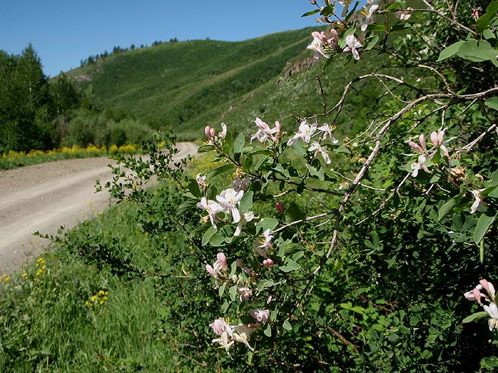Алтайский край в цвету
