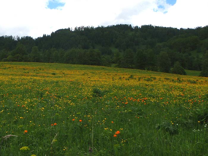 Поля вдоль дороги на пер. Кукуя