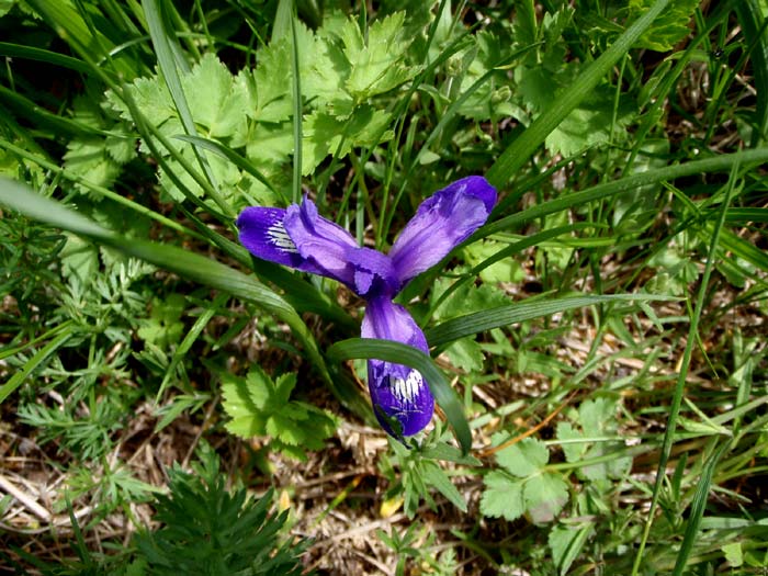 Цветы на Чакырском перевале